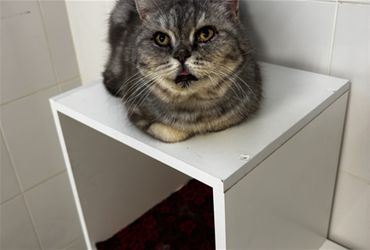 Клуша