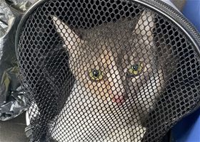 Кошка