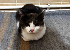 Коты