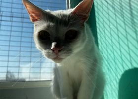Коты