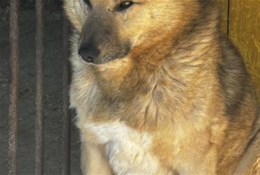 Рыжий